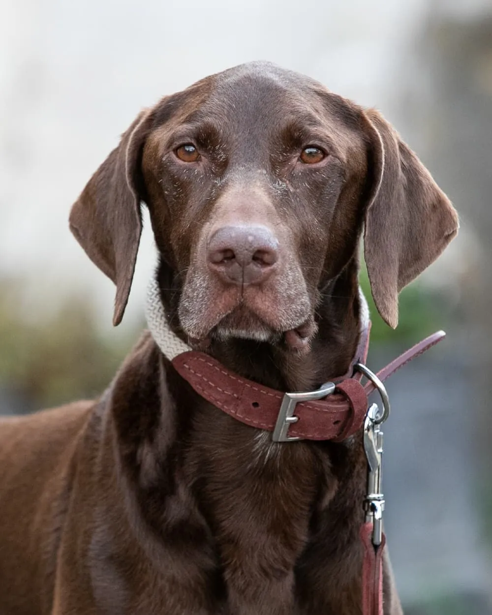 Rope and Suede Leather Dog Collar - Brown